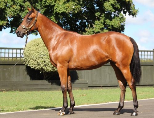 Turn Me Loose – Ohakune Bay Filly **2 x SHARES AVAILABLE**